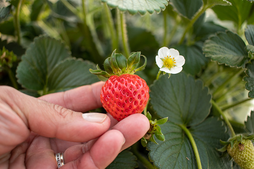 Close up photo of organic strawberries and strawberry plants in a farm