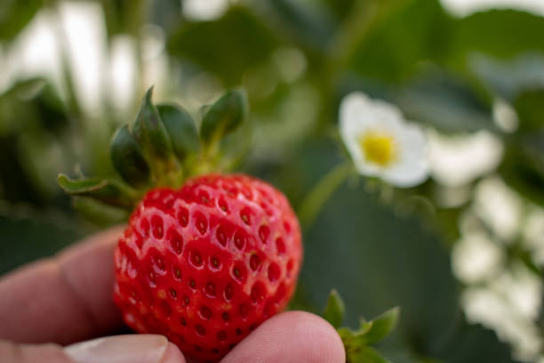 Strawberry plantation, farm producing large strawberry planting in greenhouse with harvest