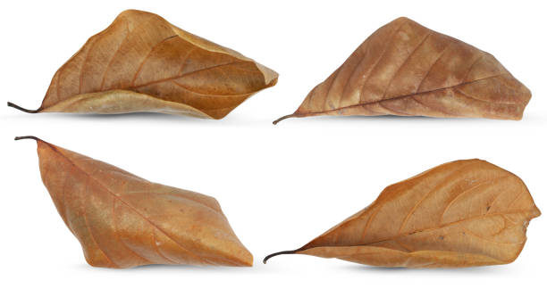 istock Dry leaves isolated on white 1352357758