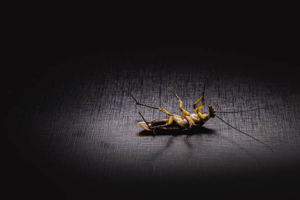 dead cockroach, black background and space for text, copy space dead cockroach, black background and space for text, copy space periplaneta americana stock pictures, royalty-free photos & images