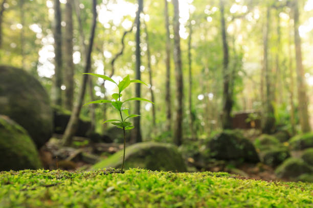 istock Nature background of Thailand 1352363987