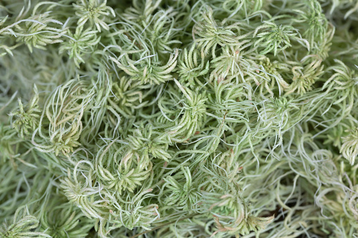 Closeup of dried peat moss, Sphagnum.