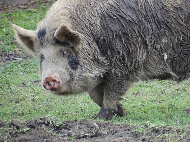 istock Animal at the farm 1352374669