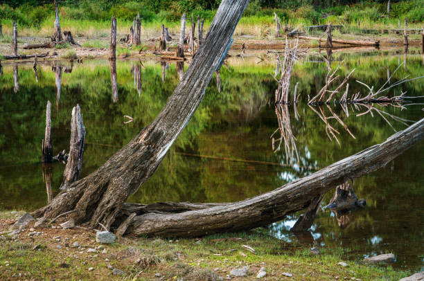 Low water levels at the Comox Lake Reservoir on Vancouver Island.