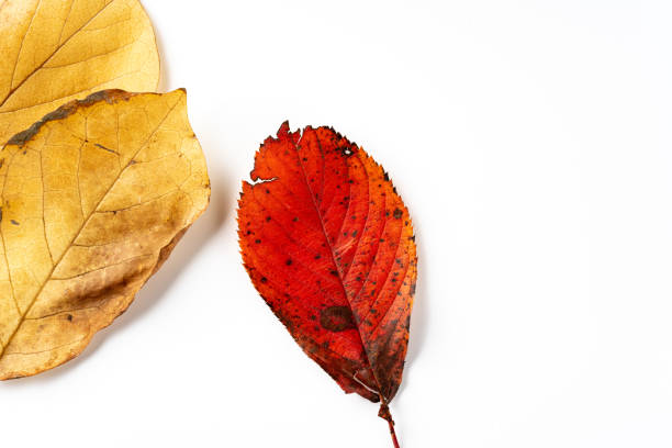 Autumn leaves on a white background