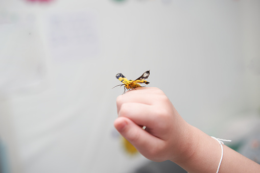 pet butterfly on hand finger in room