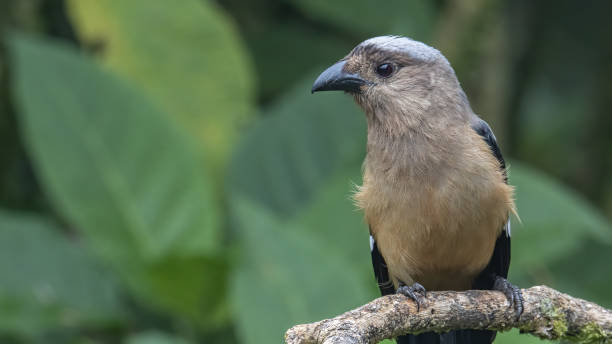 istock huge bird of Bornean Treepie (Dendrocitta Cinerascen) 1352379040