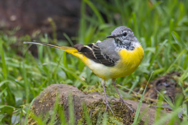 istock Nature wildlife image of Grey wagtail on nature deep jungle 1352379045