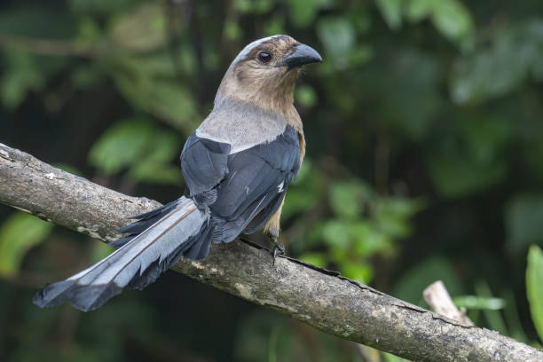 istock huge bird of Bornean Treepie (Dendrocitta Cinerascen) 1352379050