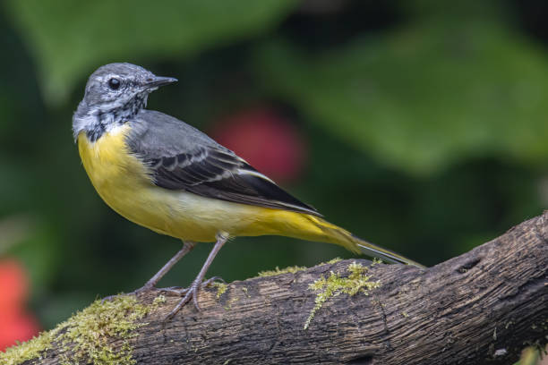 istock Nature wildlife image of Grey wagtail on nature deep jungle 1352379051