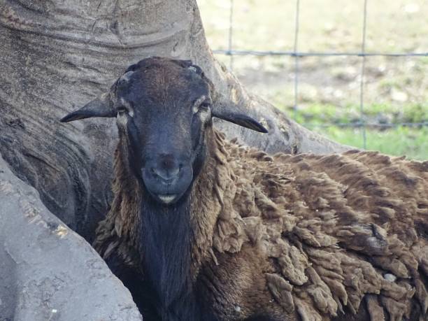 istock Animals at the farm 1352379129