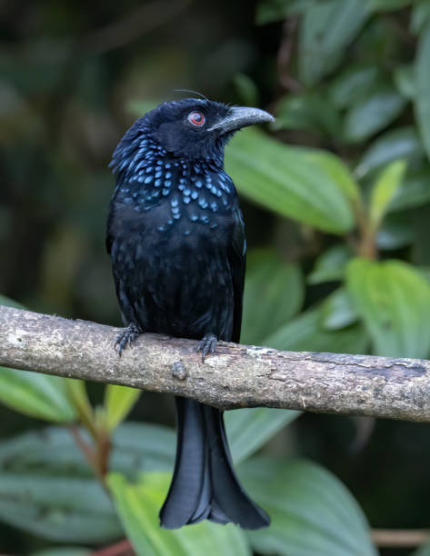 istock Nature wildlife image of Bronze Drongo bird (Dicrurus aeneus) on perch 1352380486