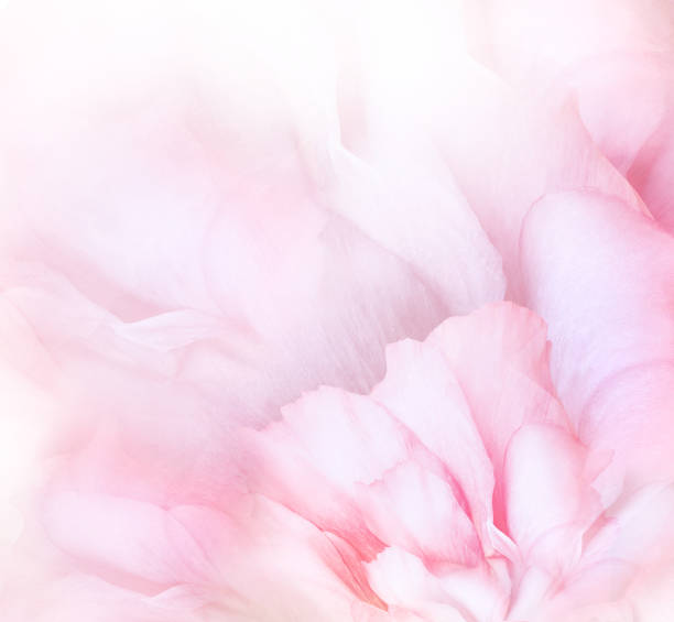 istock Rose  flower. Floral light pink background. Macro.   Nature. 1352381018
