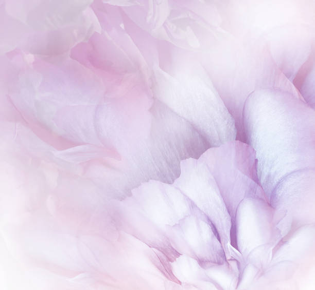 istock Rose  flower. Floral light  purple   background. Macro.   Nature. 1352381045
