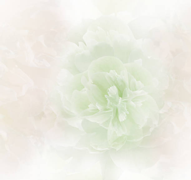 istock Green peony.   floral  background. Closeup. For design. Nature. 1352381120