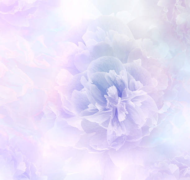 istock Purple  peony.  Floral   background.   Closeup.   Nature. 1352381313