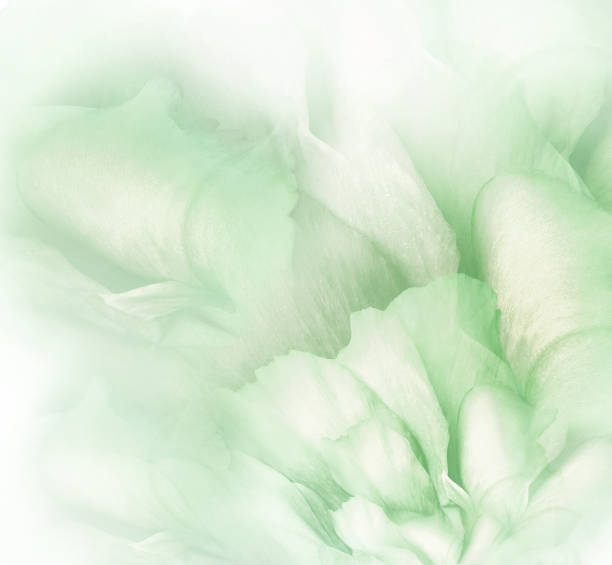 istock Rose  flower. Floral light green  background. Macro.   Nature. 1352381319
