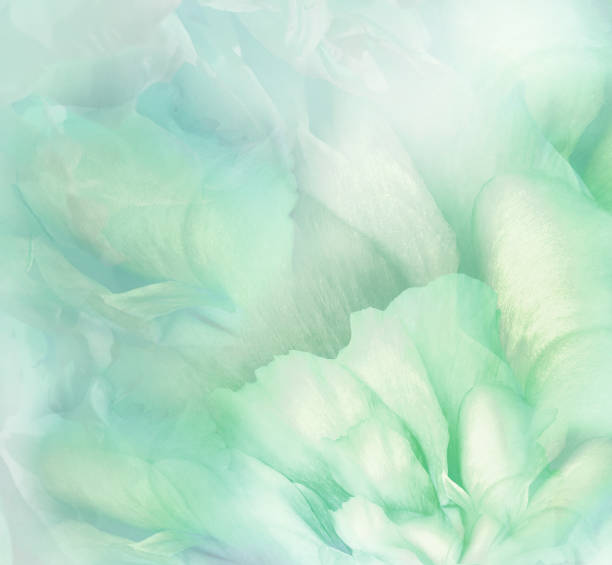 istock Rose  flower. Floral light green background.  Macro.   Nature. 1352381382