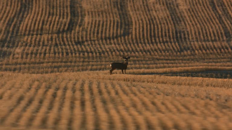 Tracking shot of deer in field in Central Oregon.