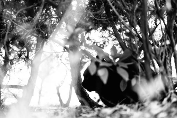 istock Black cat hiding in the bush ,Bokeh ,Monochrome 1352382263