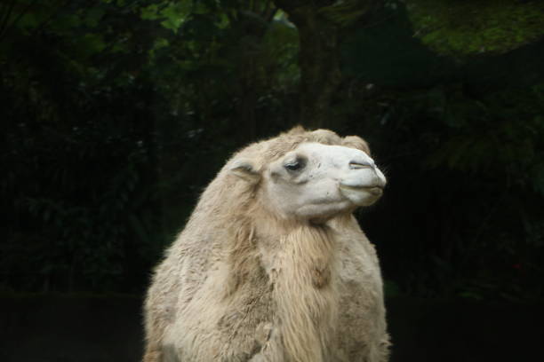 동물원에서 낙타의 얼굴 - bactrian camel 뉴스 사진 이미지