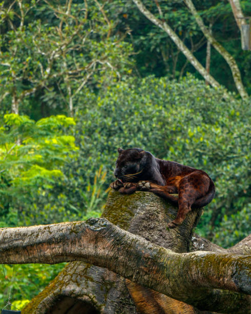 Black Panther in the Zoo.