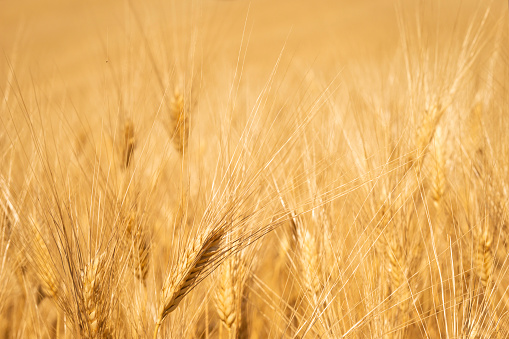 Wheat shaft in a golden field, Tuscany, Italy, Europe
