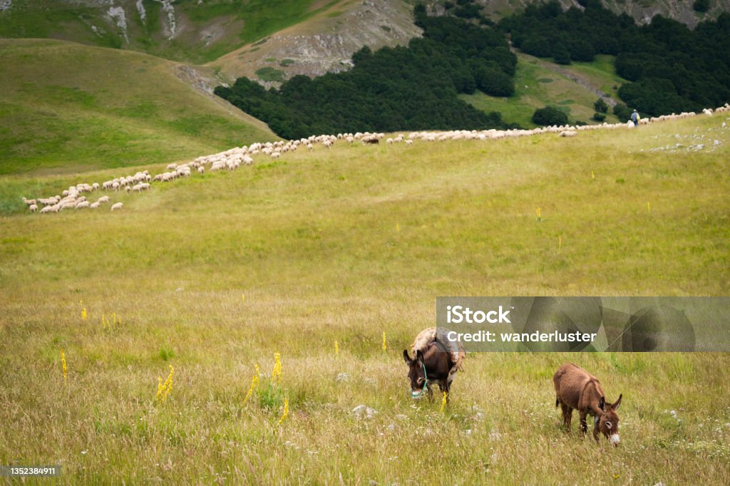 Donkeys and sheep in Abruzzo Two donkeys graze in a field with sheep in a rolling countryside in Abruzzo, Italy Abruzzo Stock Photo