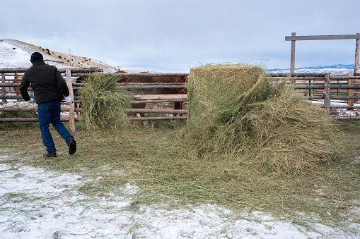 Man throws hay over a fence to feed his horses, Bozeman, Montana, USA