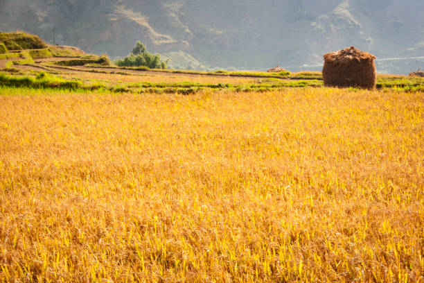Hike Through Rice Field 19,100+ Golden Paddy Field Stock Photos, Pictures & Royalty-Free Images ...