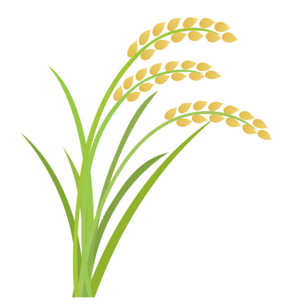 beras - paddy ilustrasi stok