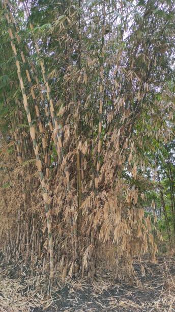 istock Bamboo tree on highway - stock photo 1352387740
