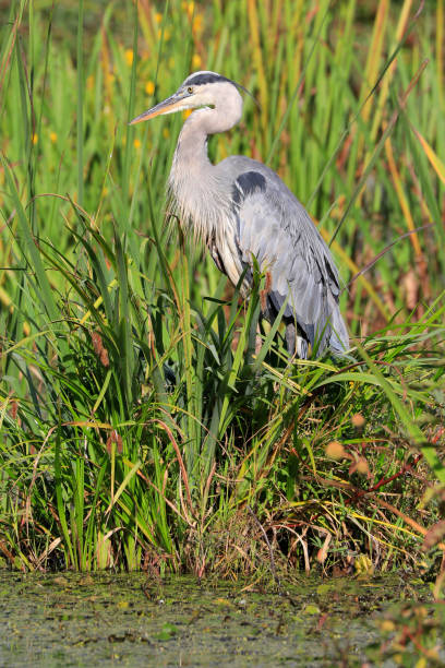 istock Great blue heron into the swamp, Quebec, Canada 1352388014