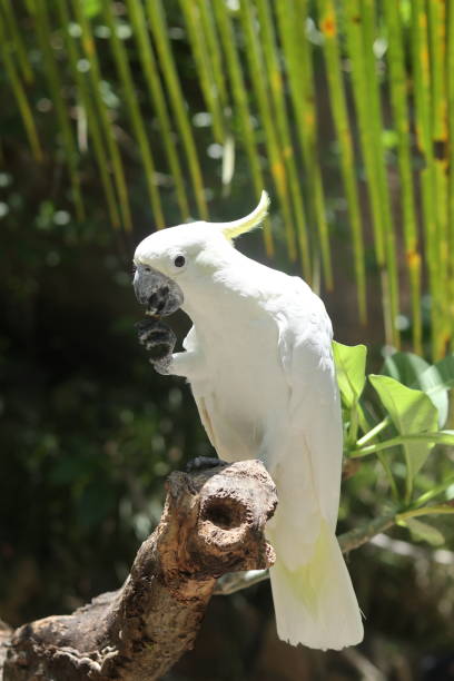 istock various types of bird in a zoo 1352388768
