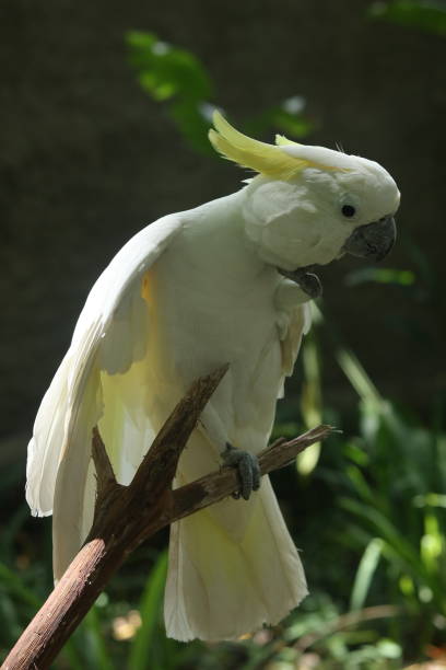 istock various types of bird in a zoo 1352388777