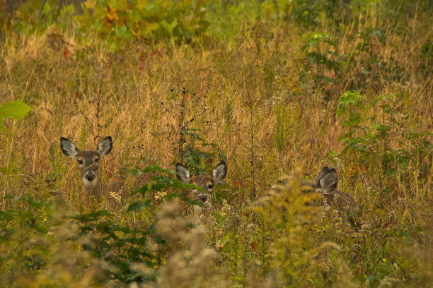 istock A Doe and Two Fawns in a Field 1352388827