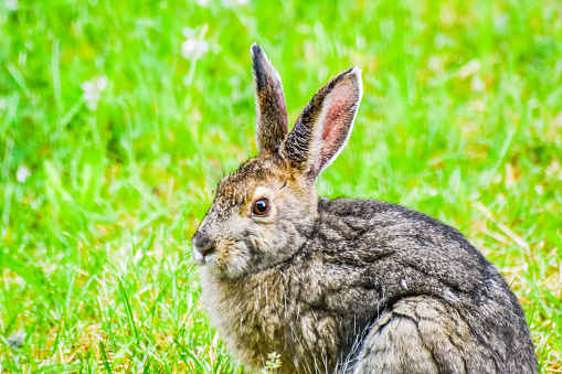 A wild hare has nearly completed the change over from its winter white coat to its brown summer coat.