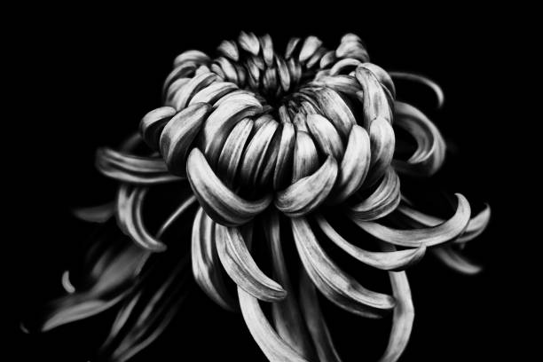Chrysanthemum flowers begin to open ,Monochrome