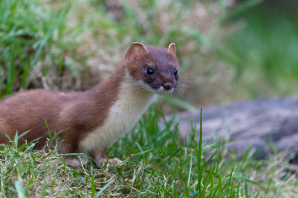 istock Stoat, Mustela erminea, 1352390050