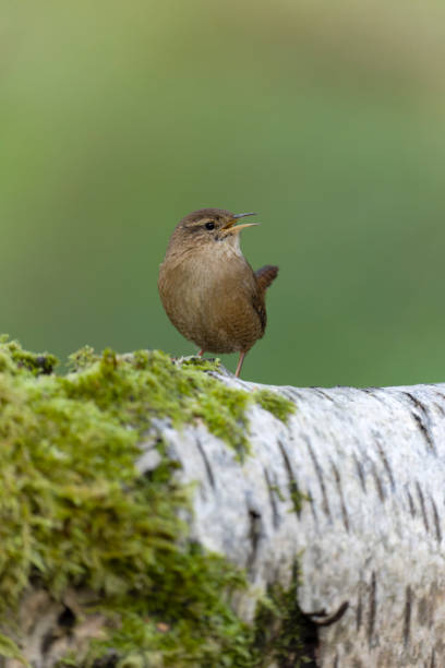 istock Wren, Troglodytes troglodytes 1352390256