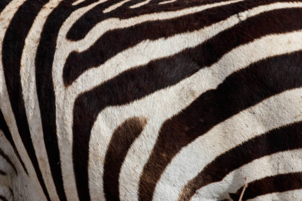 istock Texture of the zebra skin for background 1352390619