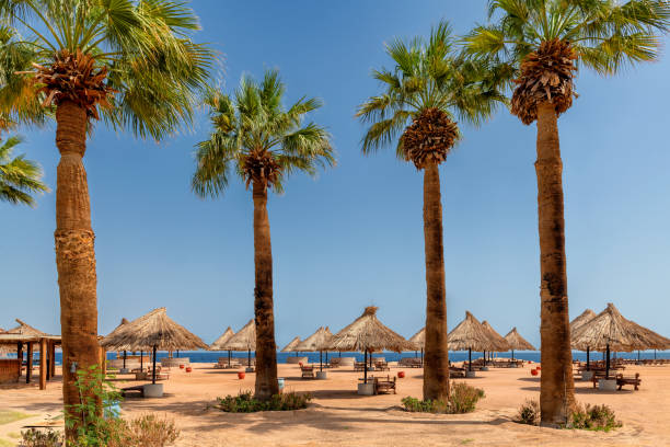 Palm trees in Sunny beach and parasols in tropical resort in Sharm Al Sheikh, Egypt, Africa.