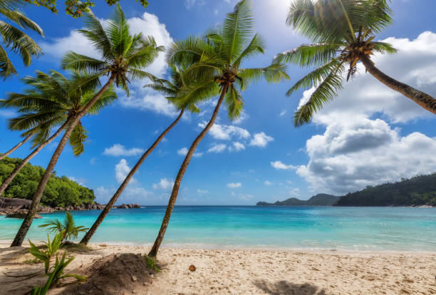 istock Palm trees in tropical ocean beach 1352390731