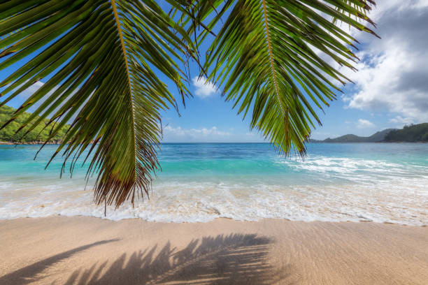 istock Paradise sunny beach with palm trees 1352390751