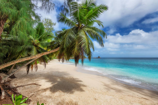 istock Palm trees in tropical beach and Caribbean sea 1352390752