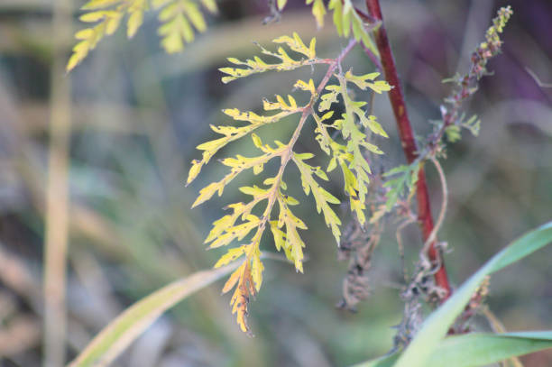 istock Autumnal annual ragweed leaves close-up view with blurred background 1352393140
