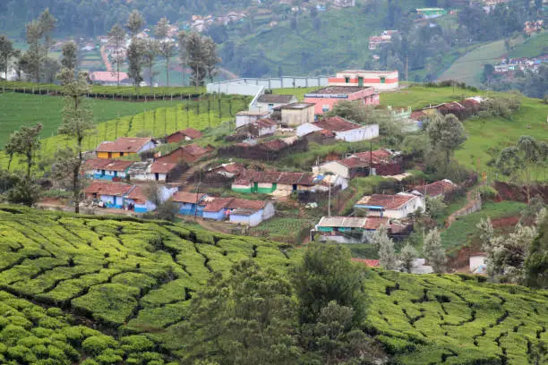 Hill settlements at tea estate, Ooty, Tamil Nadu, india