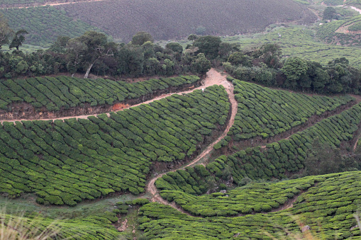 Tea plantation on hills, Ooty, Tamil Nadu, India