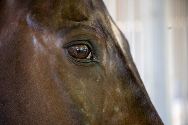 istock Horse in the Stable 1352397471