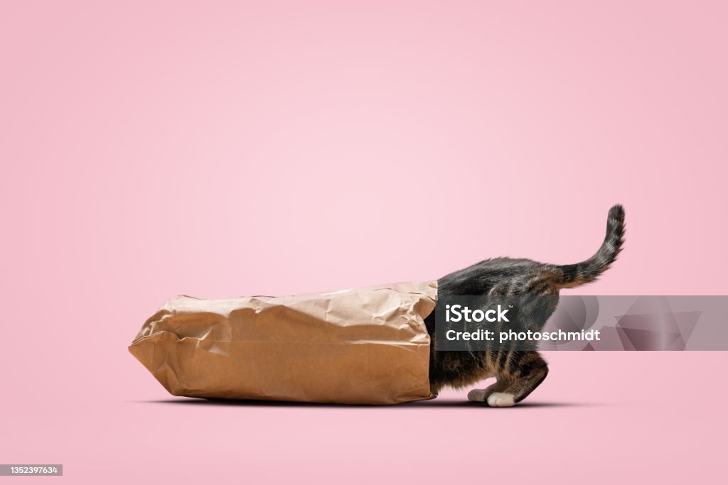 Curious cat crawling into a bag A cat investigates the inside of a paper bag. The front part of the cat is inside the bag while the tail is still sticking out. Isolated on a pink background. Domestic Cat Stock Photo